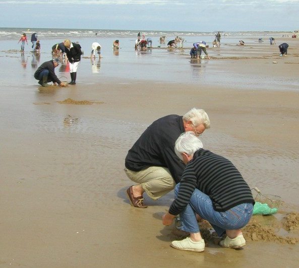 peche-pied-3-630x0-e1530277344875 collecte de coquillage sur une plage
